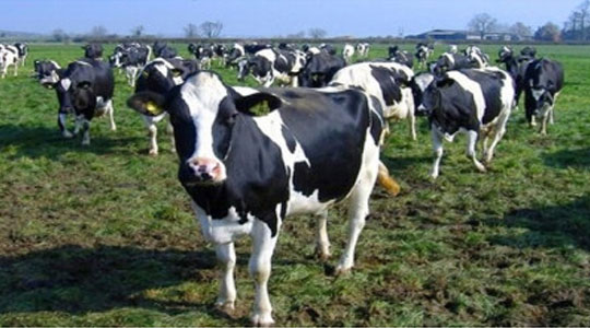 Livestock Health Monitoring
